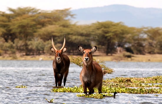 Waterbucks - Lake Naivasha, Kenya